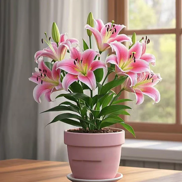 🎁 2026 Must Plant ☀️ Rare Lily Bulbs 🌸