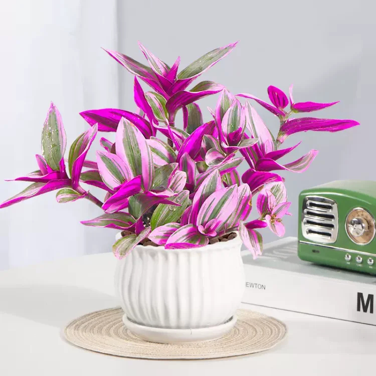 🎁Last Day 70% OFF🌿 Tradescantia Nanouk — Easy Care & Stunning Color! 💜