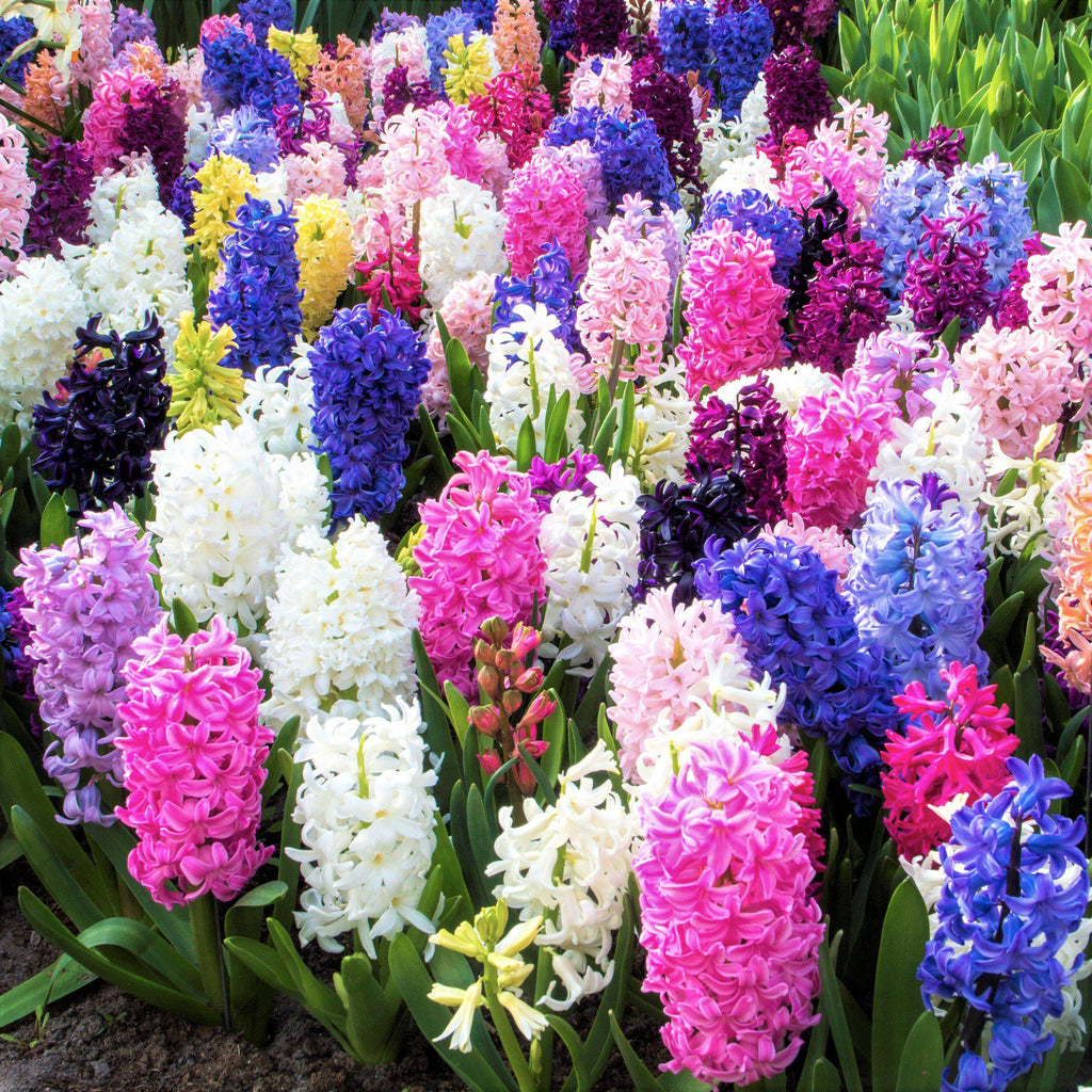 Fragrant Hyacinth Bulbs – Bloom Your Spring with Color & Scent!