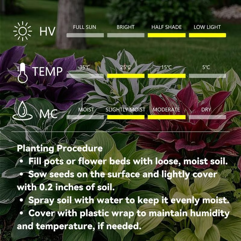 💥2025 Hot Sale 🌌Hosta Seeds Perennial Shade Plant for Garden
