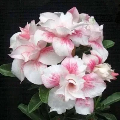 ✨Desert Rose Seeds🌹Heat Resistant✨