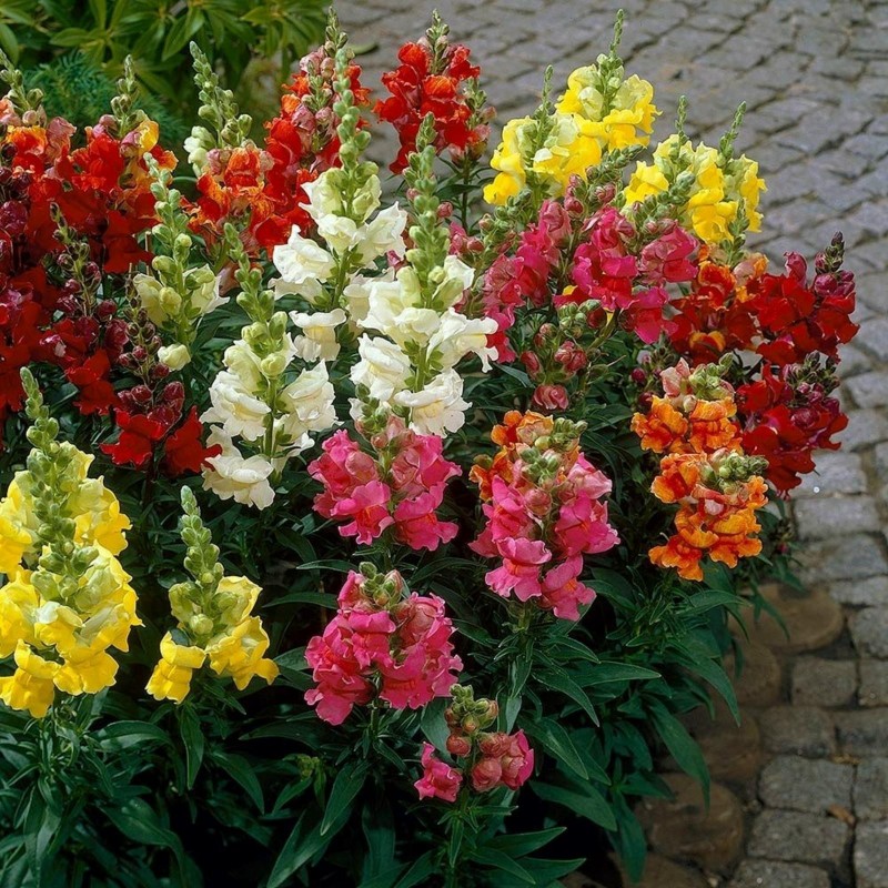 Garden Snapdragon Seeds