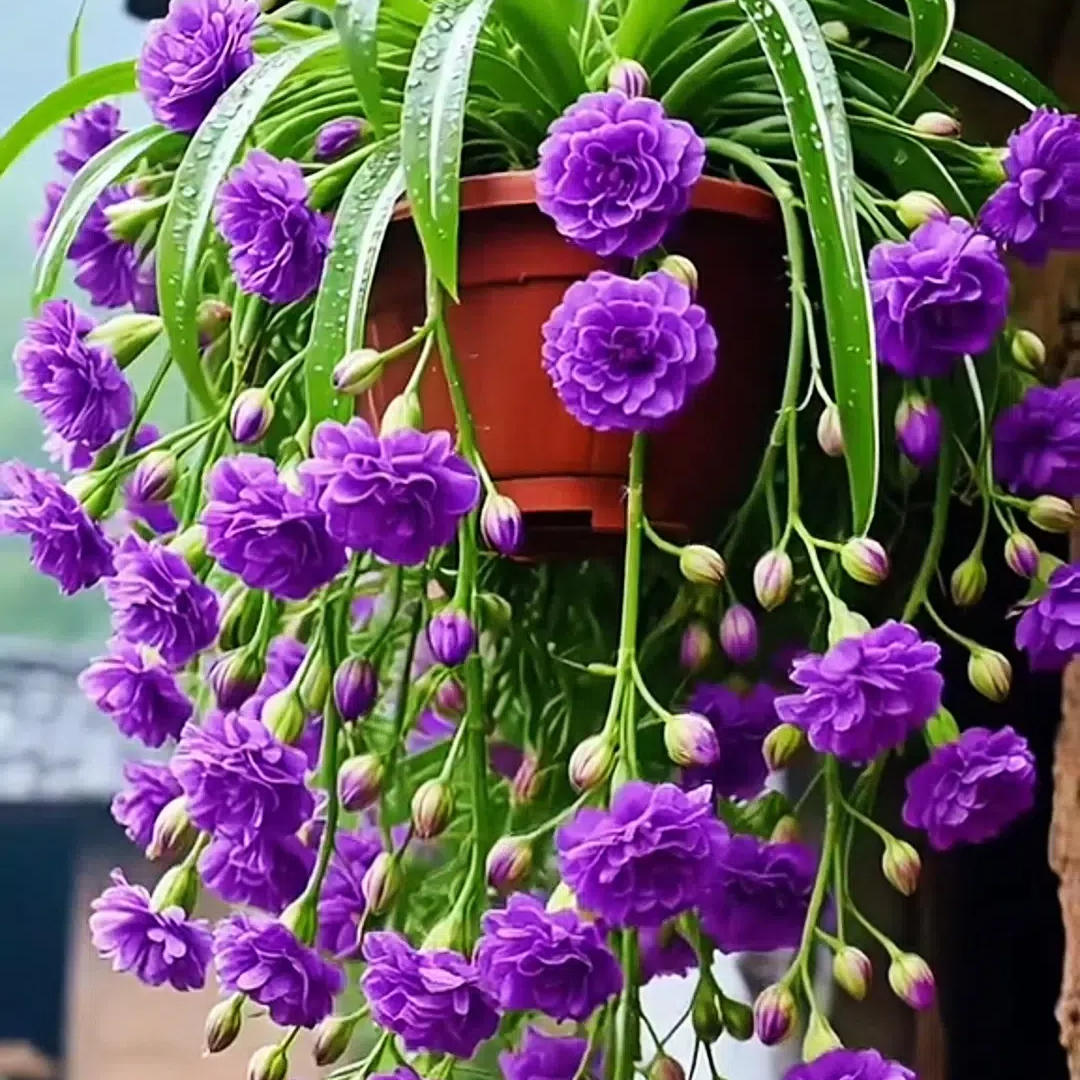 Grand Bloom Spider Plant Bulbs 💐 Nature’s Hanging Masterpiece of Color & Grace