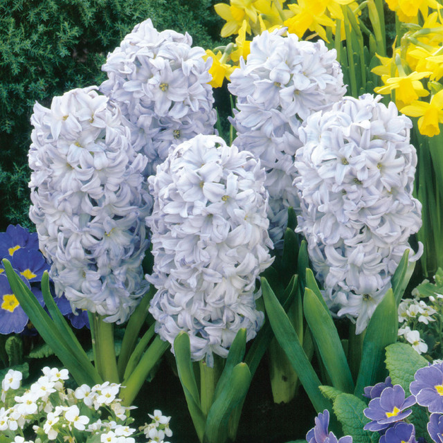 Fragrant Hyacinth Bulbs – Bloom Your Spring with Color & Scent!