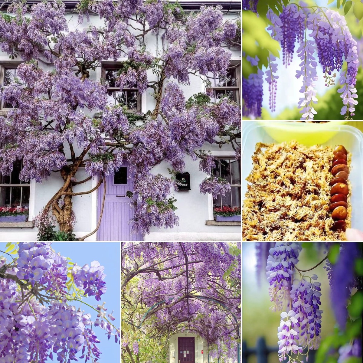 Wisteria Sinensis - Waterfall Flower