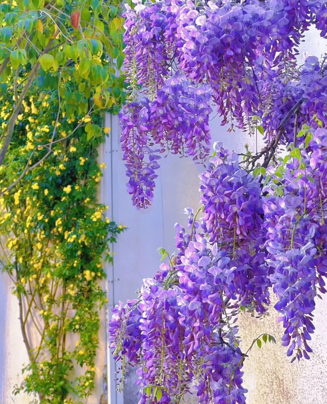 Wisteria Sinensis - Waterfall Flower