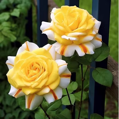 🌹【7 days germination】Last Day Up to 50% OFF✨Twin rose seeds (high quality version)
