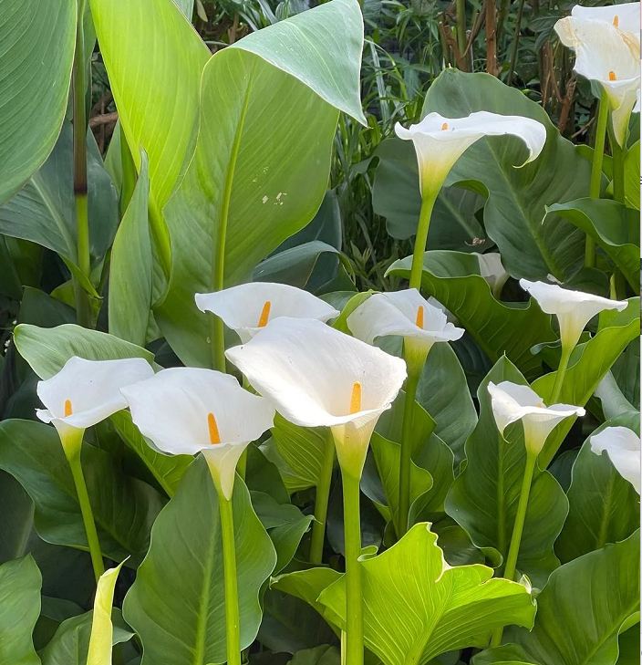 Calla Lily Bulbs – The Magical Bloom That Never Fails