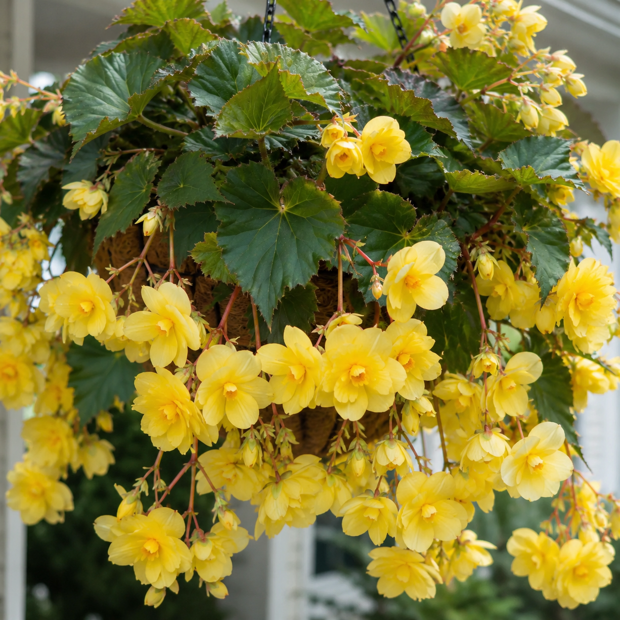 Rare hanging begonia bulbs