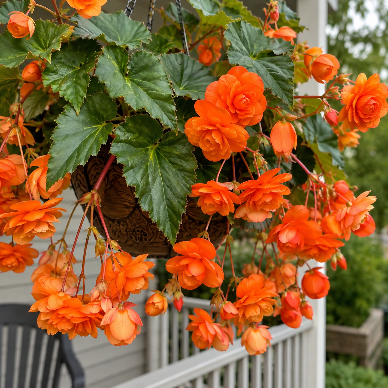 Rare hanging begonia bulbs
