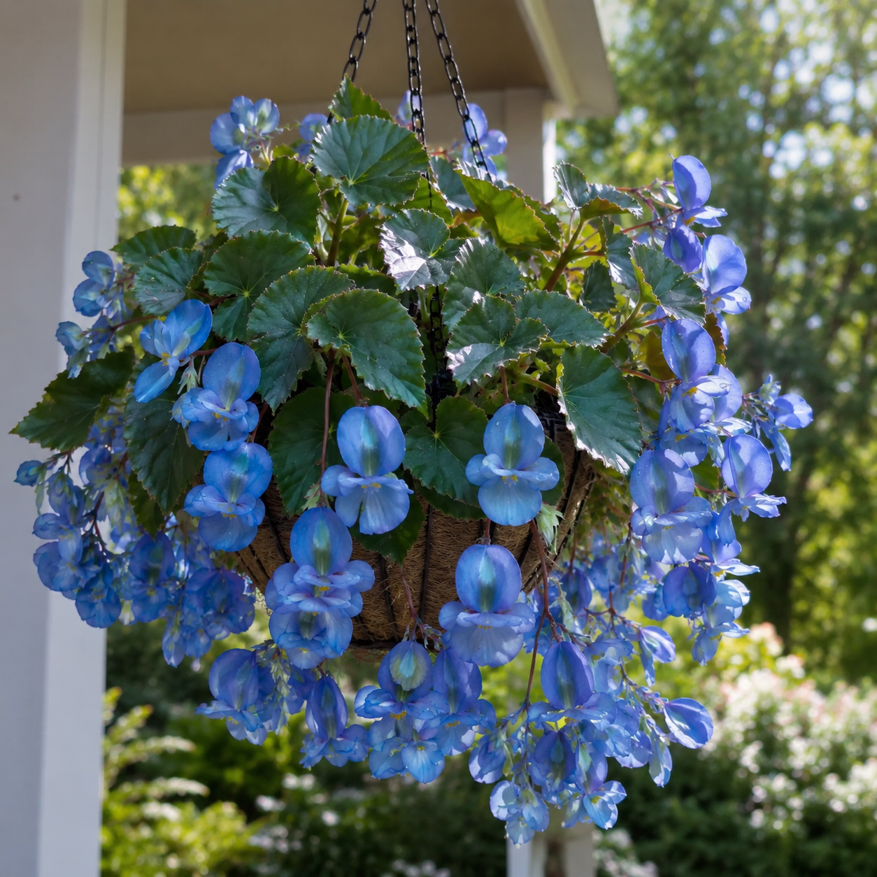 Rare hanging begonia bulbs