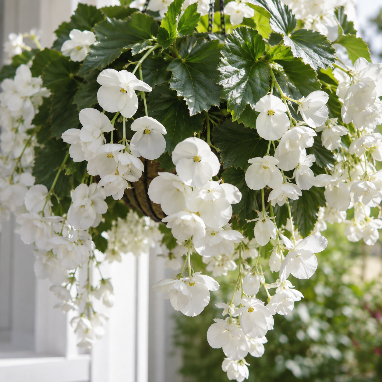 Rare hanging begonia bulbs