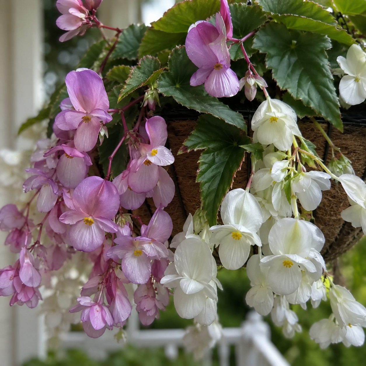 Rare hanging begonia bulbs