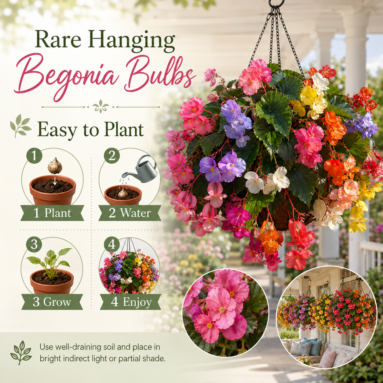 Rare hanging begonia bulbs