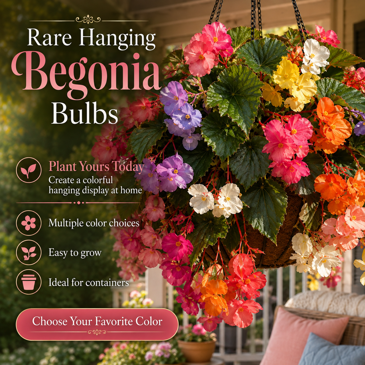 Rare hanging begonia bulbs