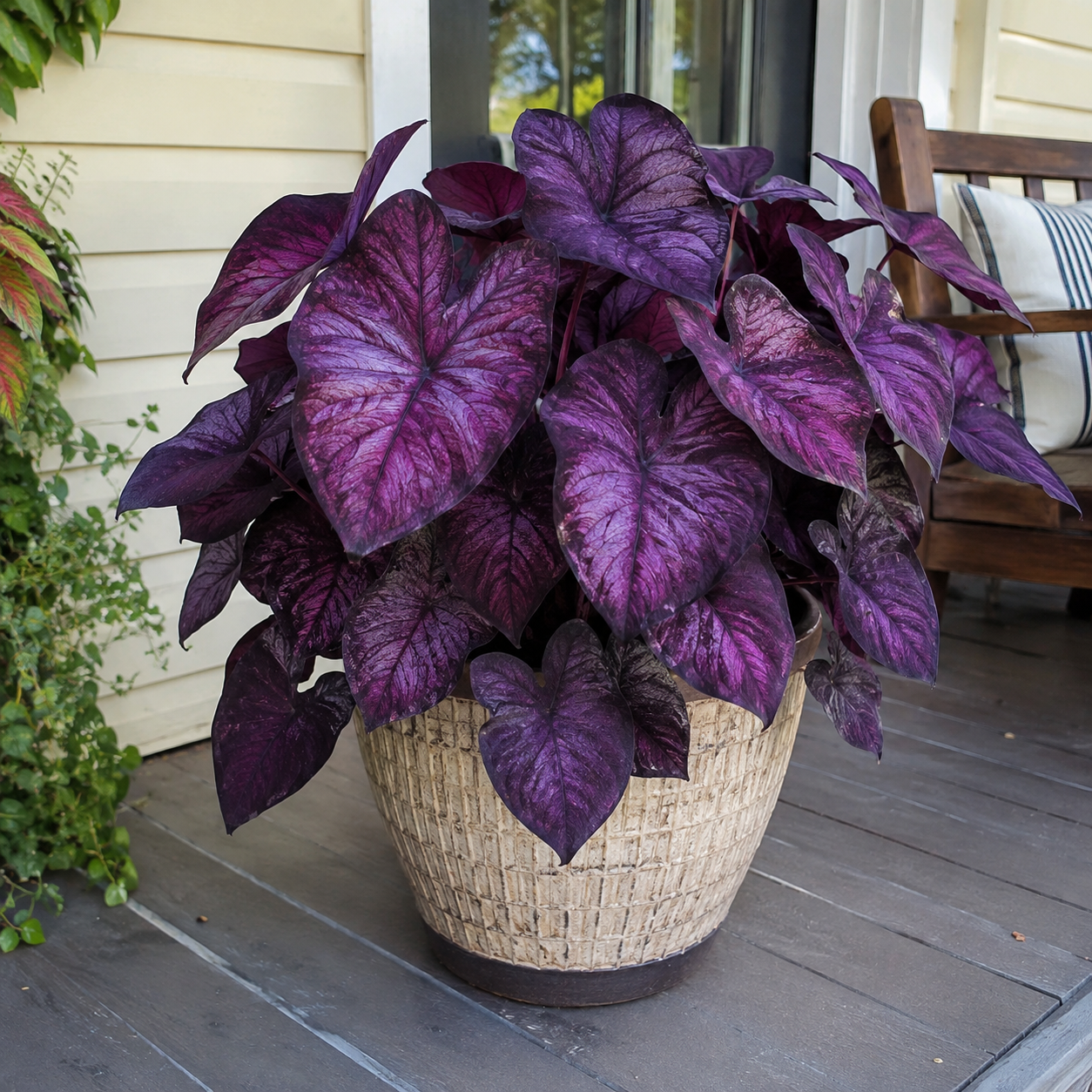 Colorful Caladium bulbs