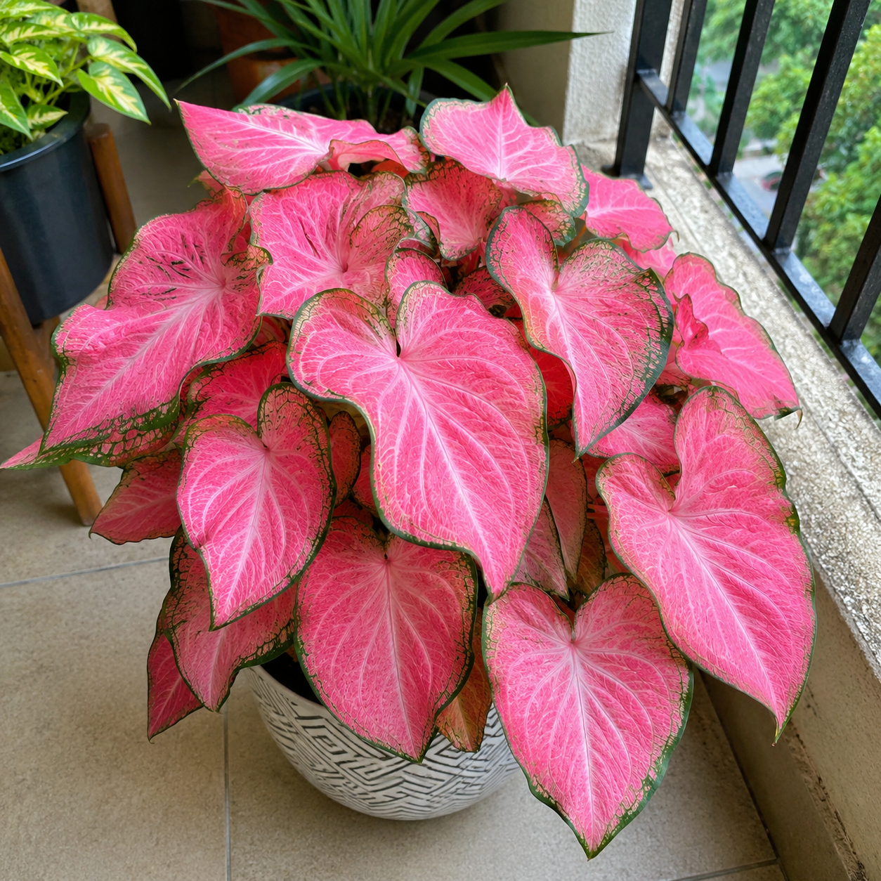 Colorful Caladium bulbs