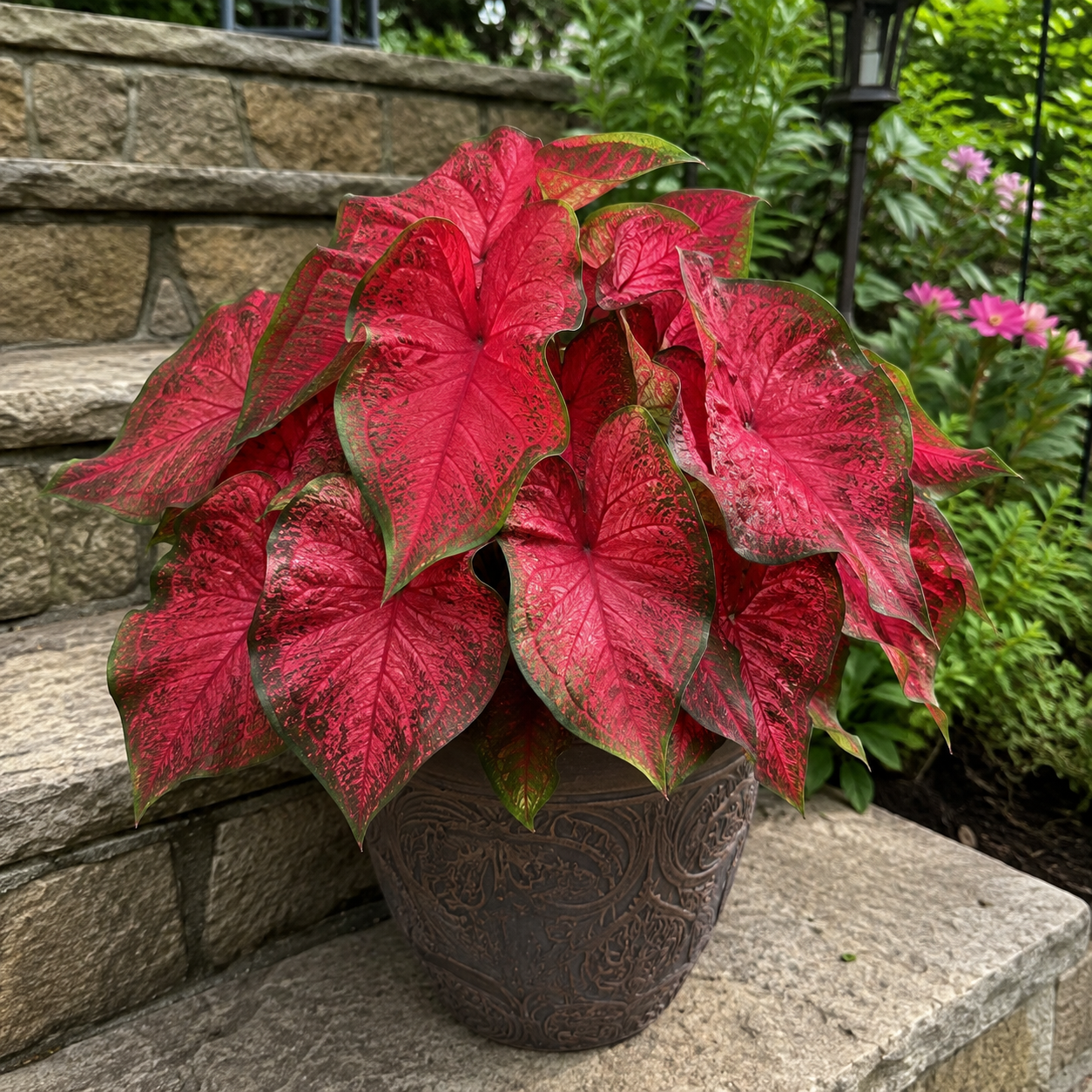 Colorful Caladium bulbs