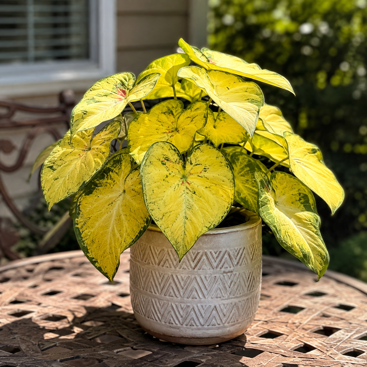 Colorful Caladium bulbs