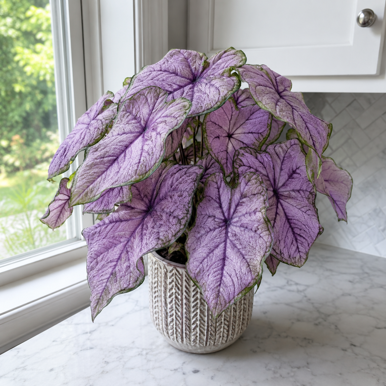Colorful Caladium bulbs