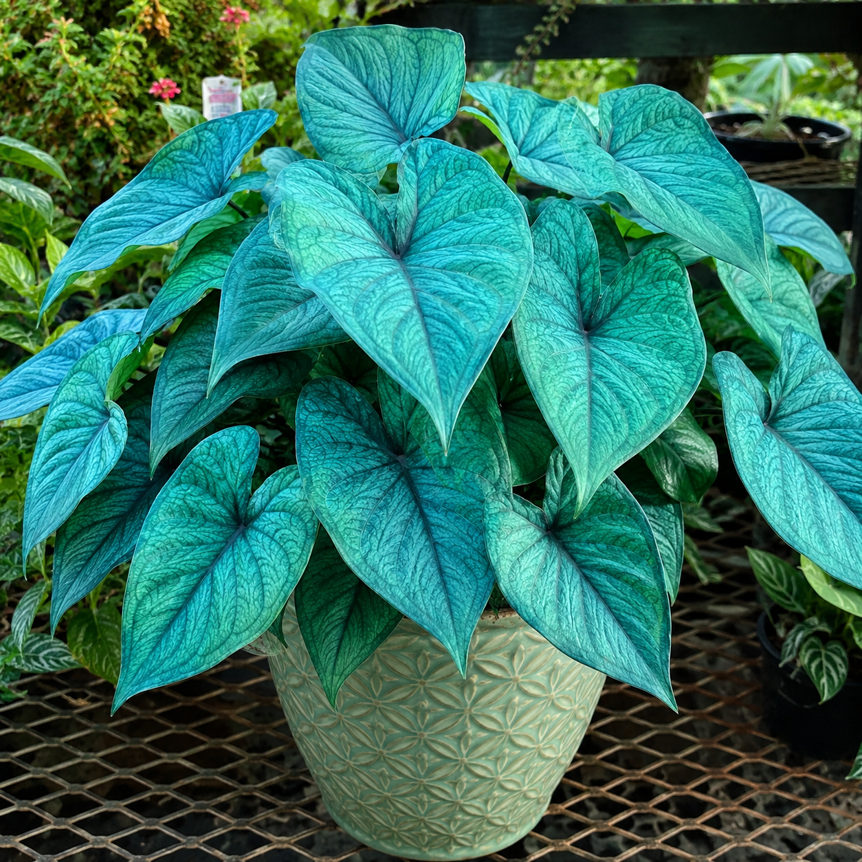 Colorful Caladium bulbs