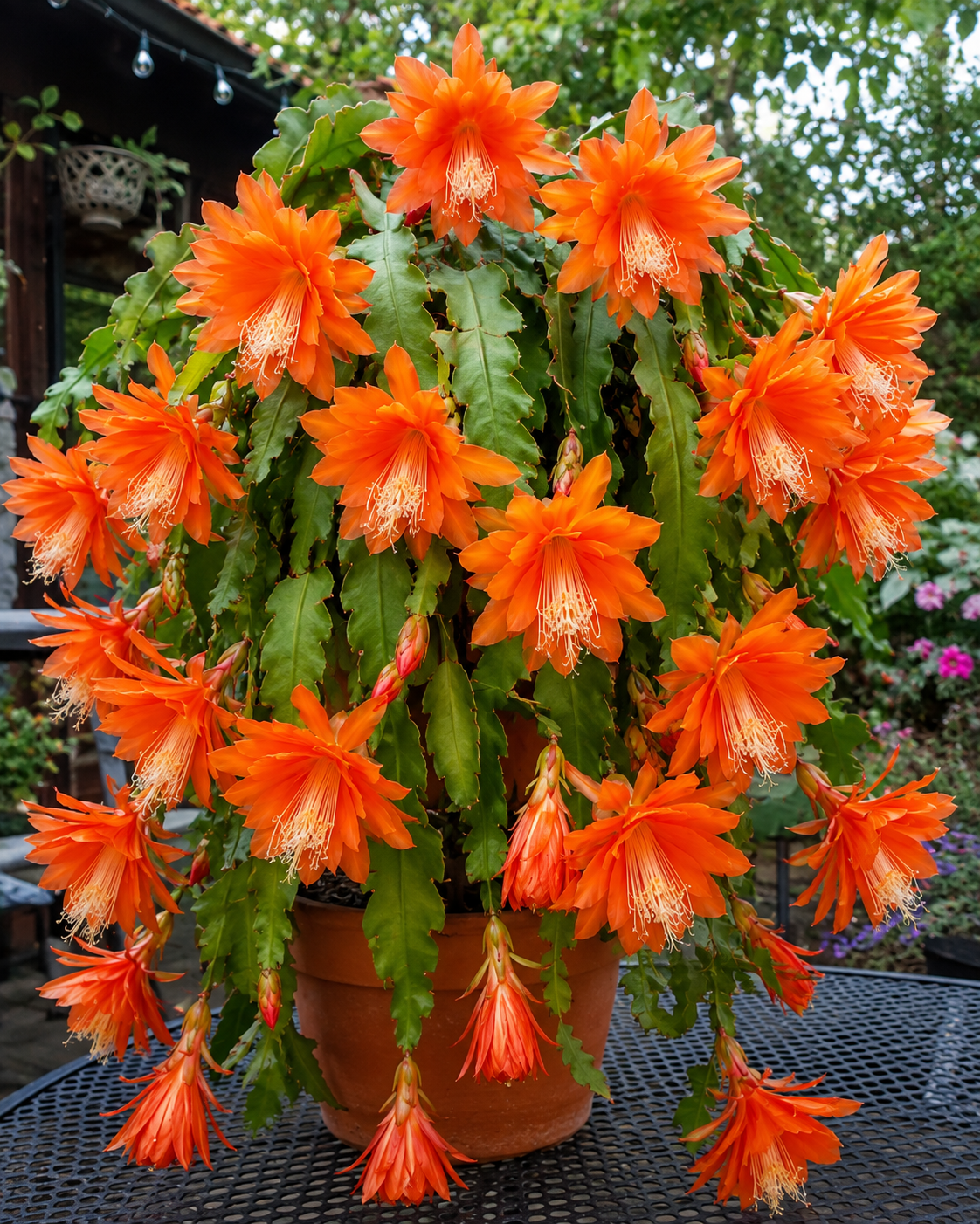 Lantern Flower Cactus Hanging Basket
