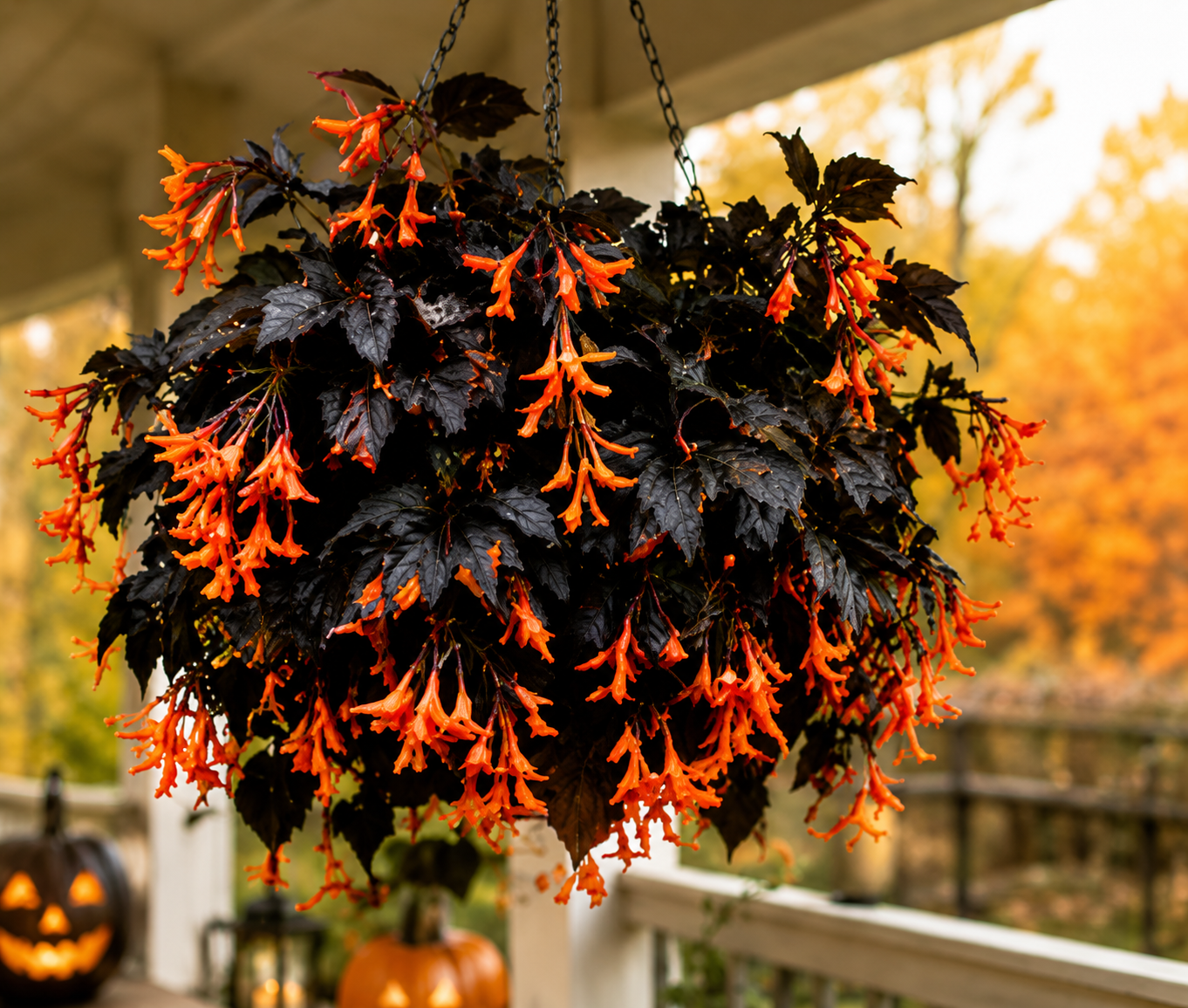 Rare Halloween Lantern Orchid Bulbs