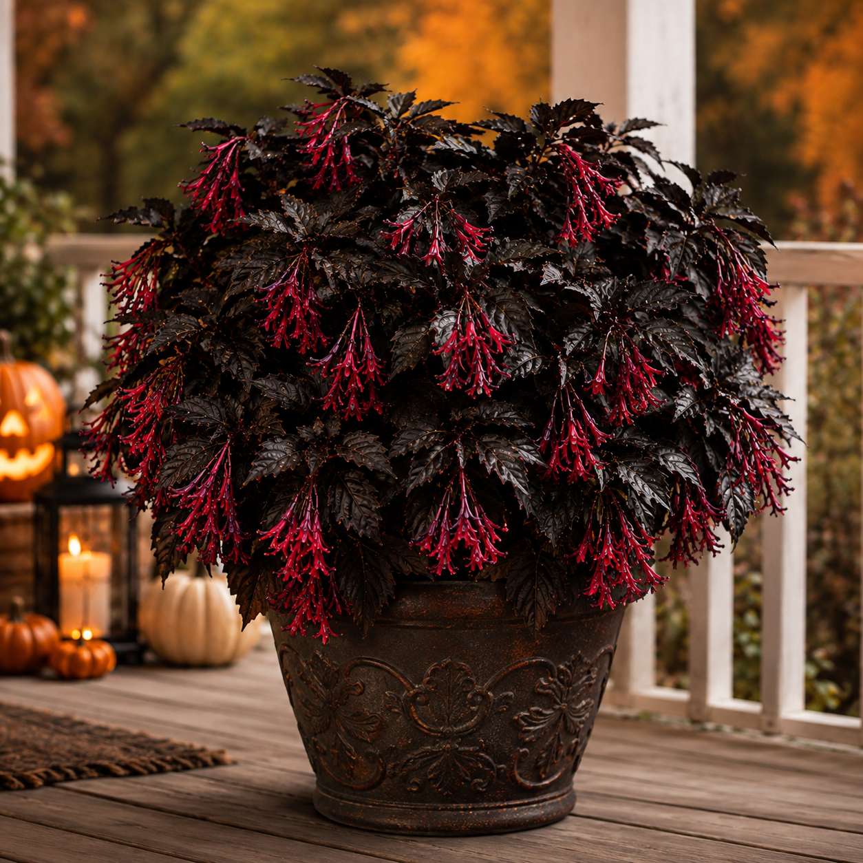 Rare Halloween Lantern Orchid Bulbs