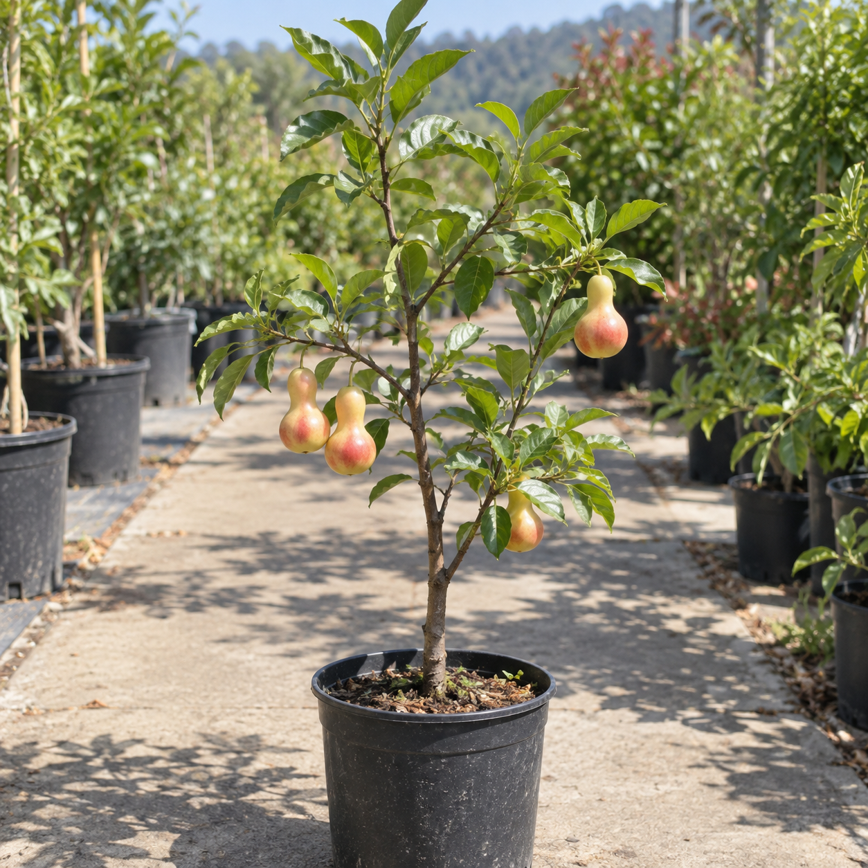 🌿 Rare Gourd Jujube Tree Sapling – Sweet & Crisp Gourd-Shaped Fruit