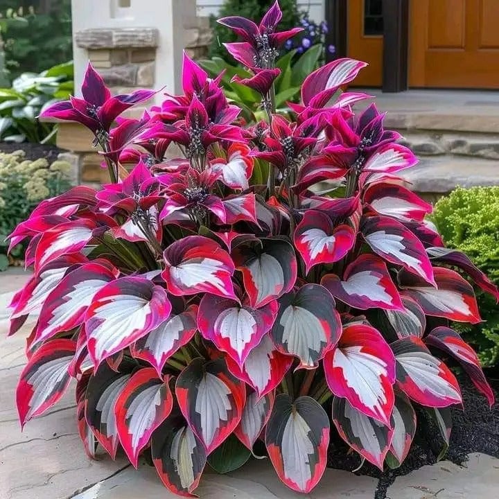 🌈 Rare Hosta Seeds — Premium, Shade-Loving Perennials with Lush Foliage 🌿