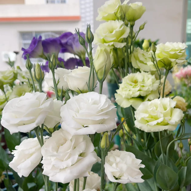 💐Lisianthus - Sincere Love Never Fades