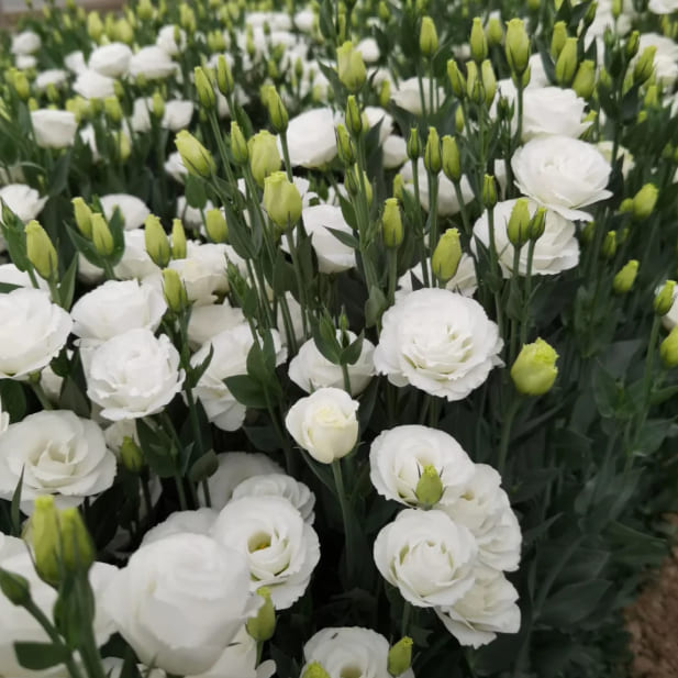 💐Lisianthus - Sincere Love Never Fades