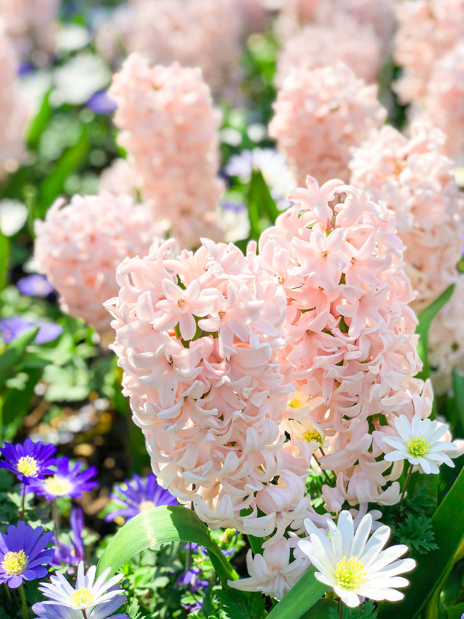 Fragrant Hyacinth Bulbs – Bloom Your Spring with Color & Scent!