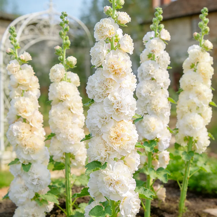 💥Grow Towering Hollyhocks: Vibrant Blooms for Your Garden Paradise