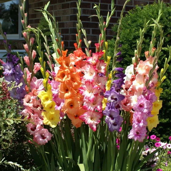 🎉Limited Time Offer: 50% Off : Gladiolus Bulbs!