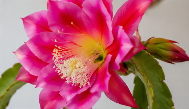 Lantern Flower Cactus Hanging Basket