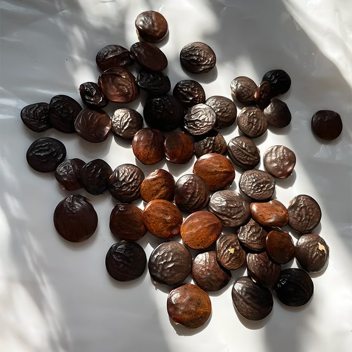 🌺WISTERIA: Cascading Garden Beauty All Year