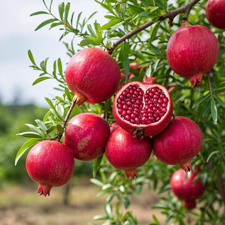 🍎 Soft-Seeded Pomegranate🌿Sweet, Juicy & Easy-to-Eat