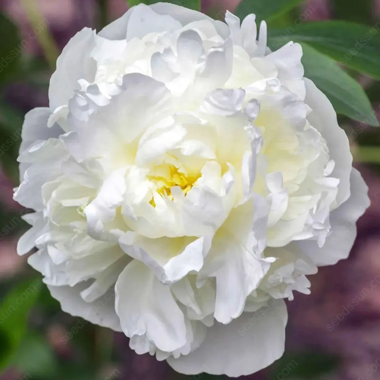 🌸 Double Climbing Peony Vine Hardy Perennial Garden Climber for Indoor & Outdoor Beauty