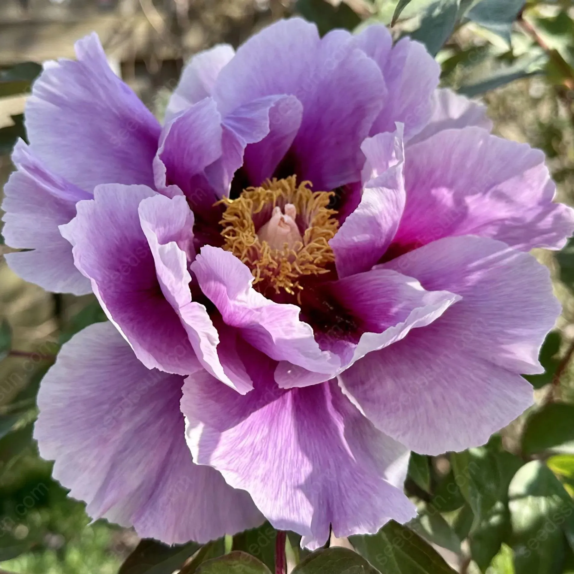 🌸 Double Climbing Peony Vine Hardy Perennial Garden Climber for Indoor & Outdoor Beauty