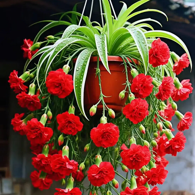 Grand Bloom Spider Plant Bulbs 💐 Nature’s Hanging Masterpiece of Color & Grace