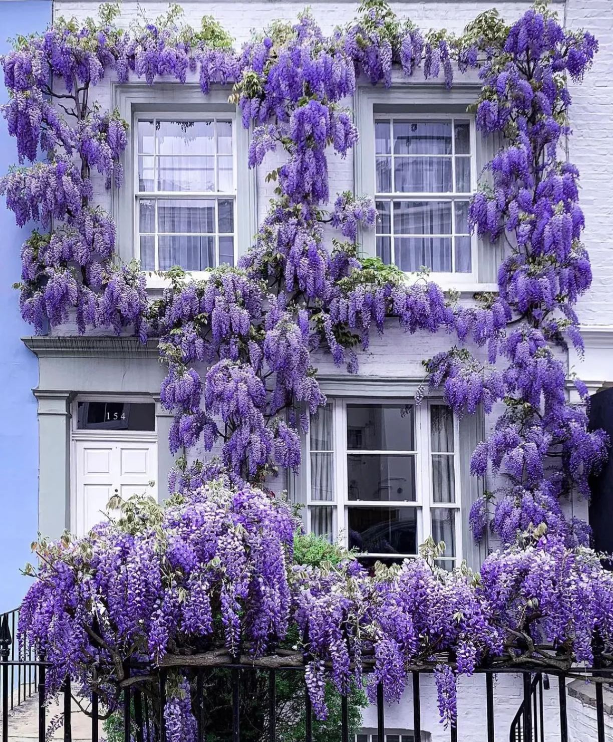 Wisteria Sinensis - Waterfall Flower