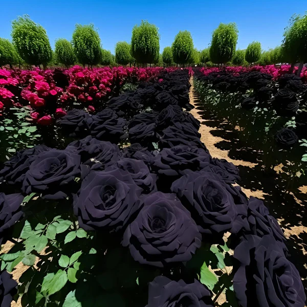 Black Knight Velvet Rose seeds 🖤