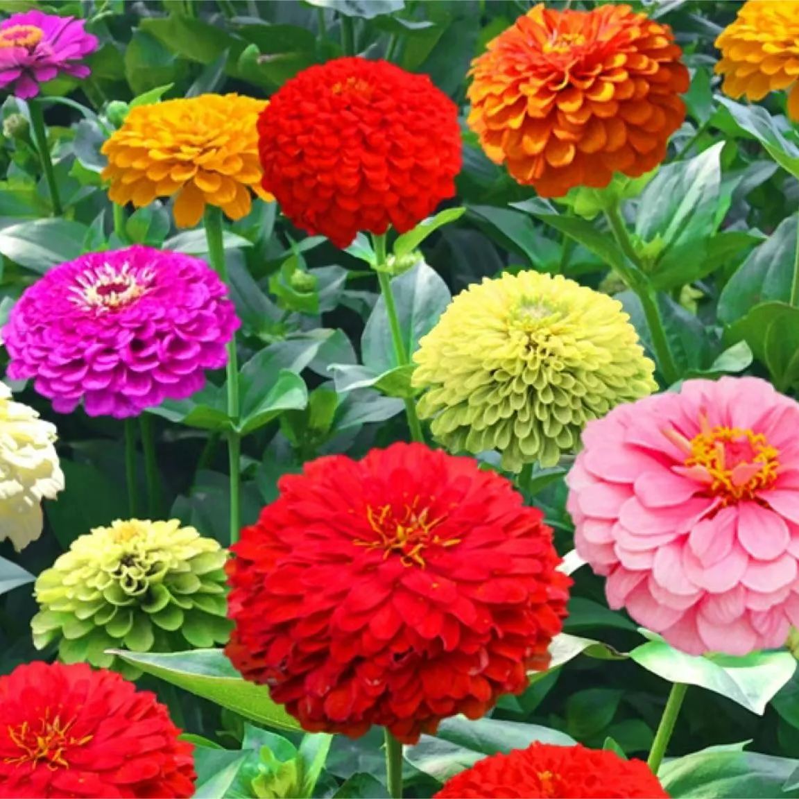 Mixed Color Zinnias Flower Seeds-Your Garden's Colorful Oasis