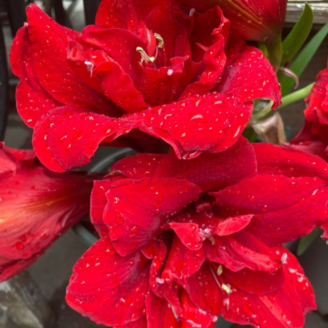 🔥Limited Time Offer: Giant Double-Bloom Perfume Amaryllis Bulbs🌷