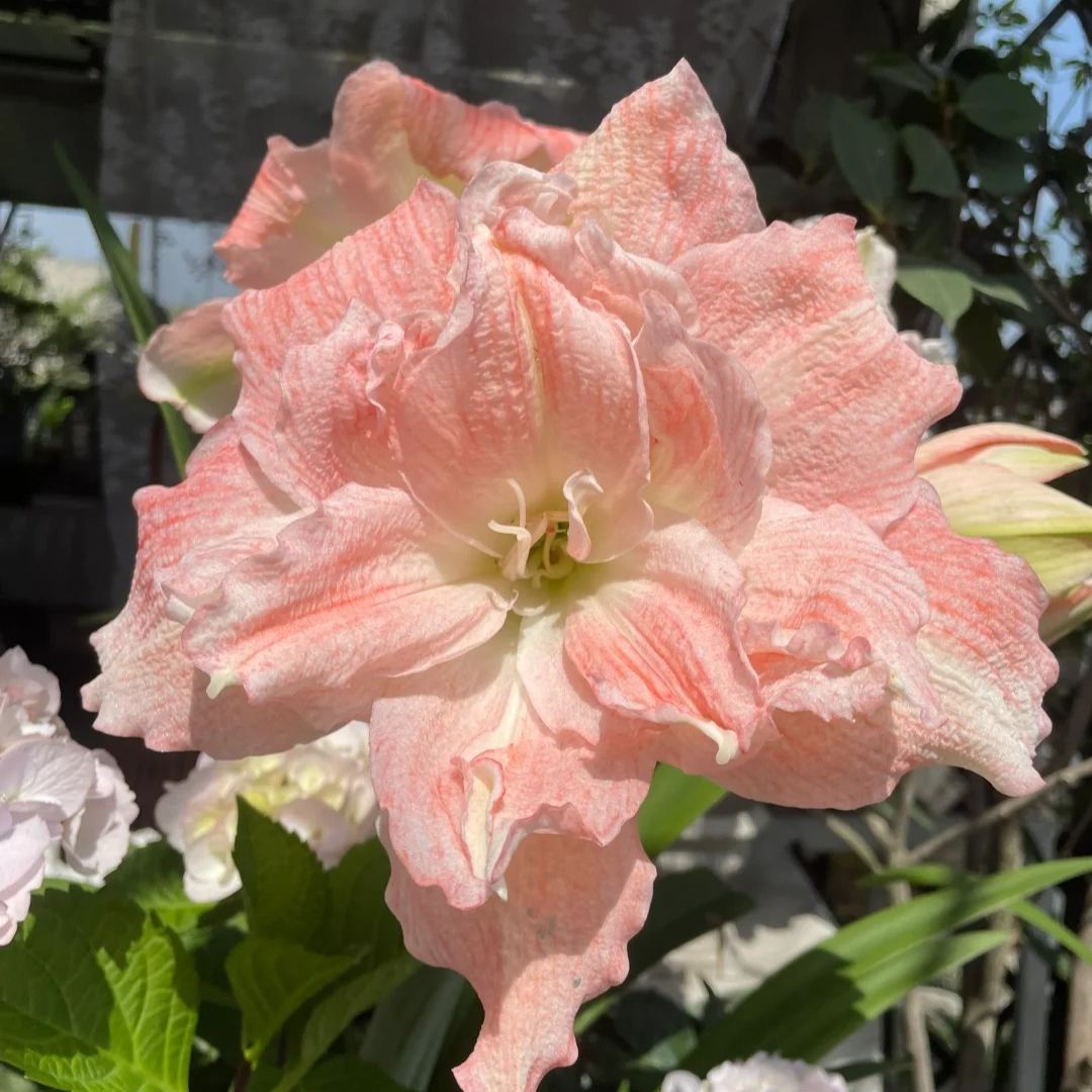 🔥Limited Time Offer: Giant Double-Bloom Perfume Amaryllis Bulbs🌷