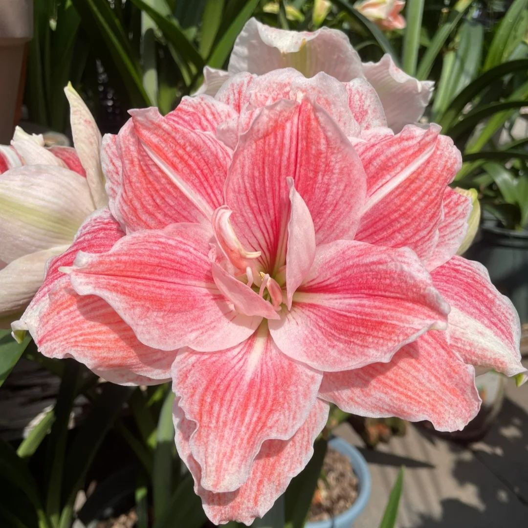 🔥Limited Time Offer: Giant Double-Bloom Perfume Amaryllis Bulbs🌷