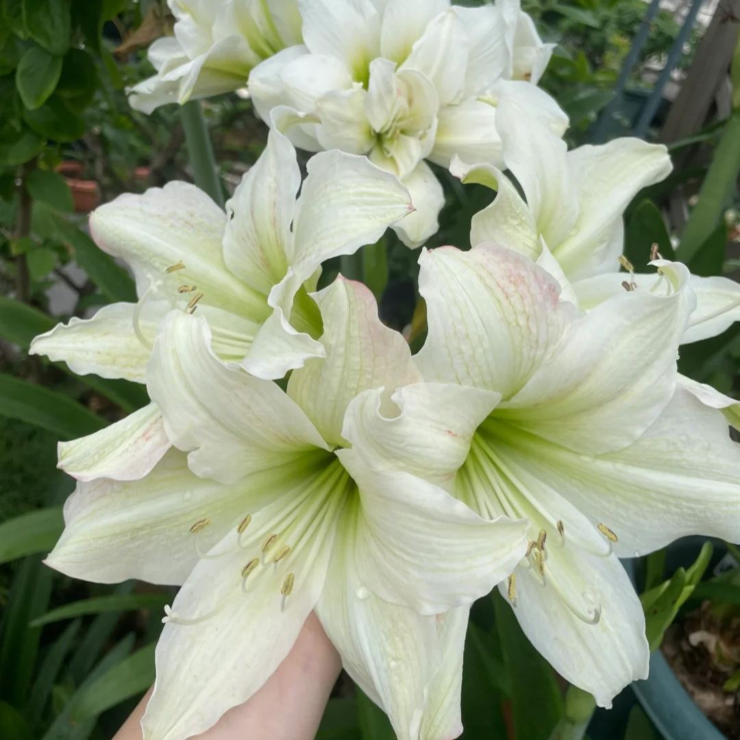 🔥Limited Time Offer: Giant Double-Bloom Perfume Amaryllis Bulbs🌷