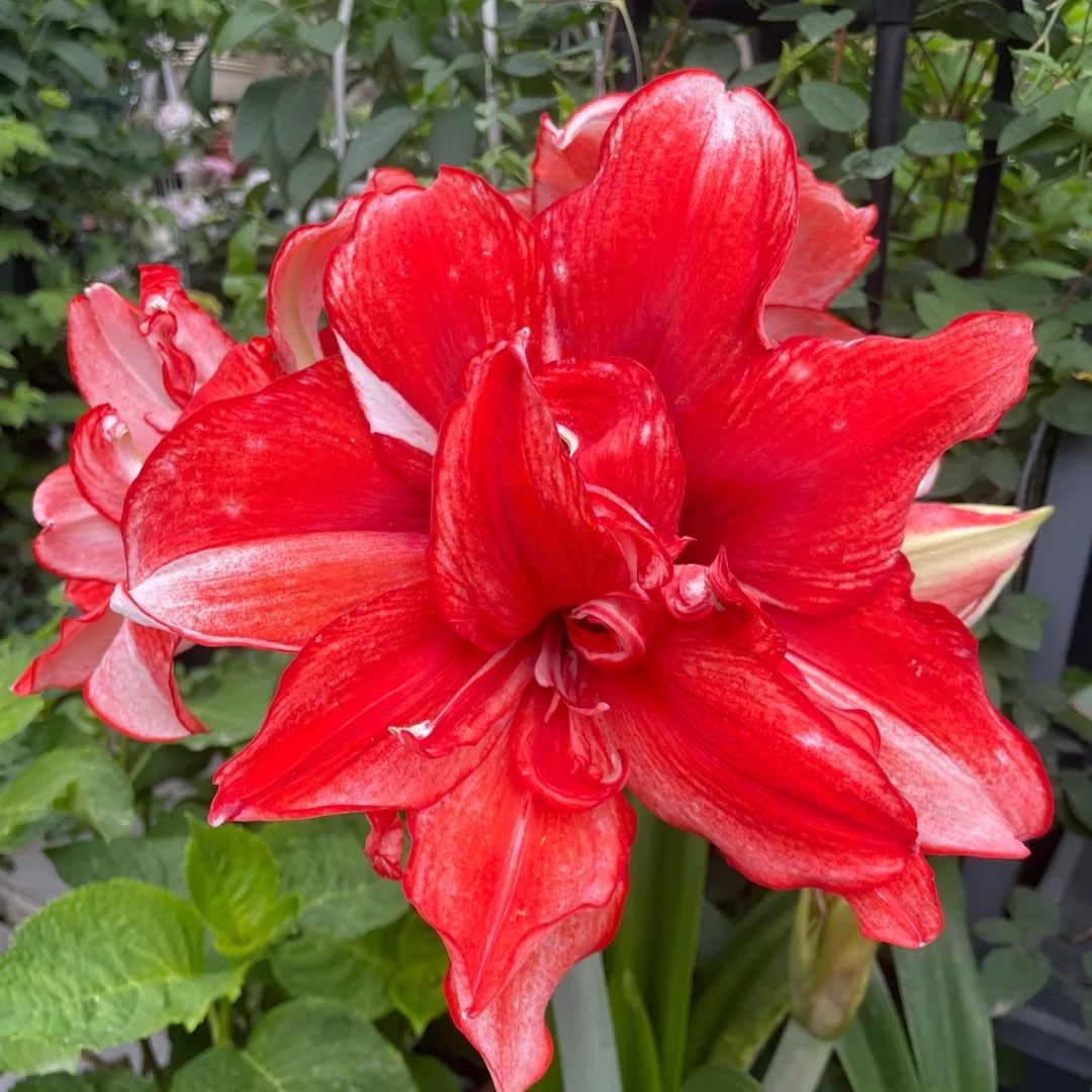 🔥Limited Time Offer: Giant Double-Bloom Perfume Amaryllis Bulbs🌷