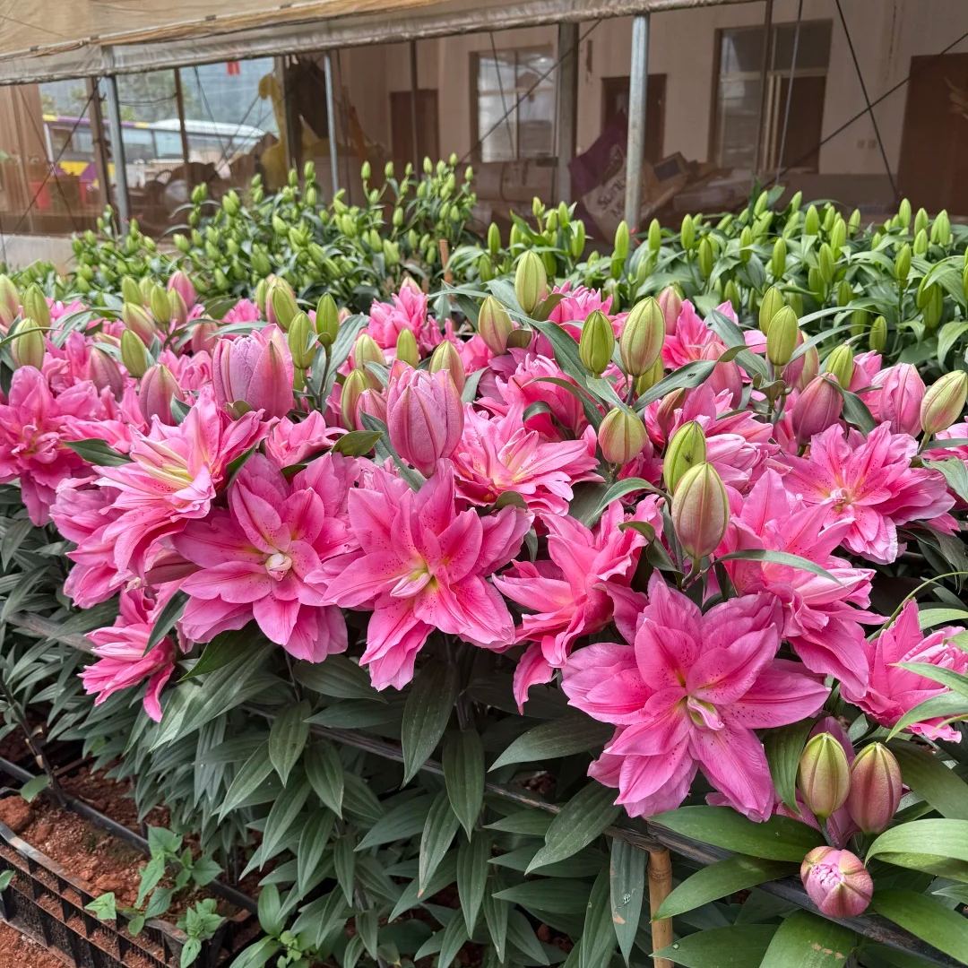 Timeless Fragrance: Double-petaled fragrant lily Bulbs